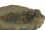 Lichid (Lichas Marocanus) Trilobite - Jbel Bou Degane, Morocco #382684-3